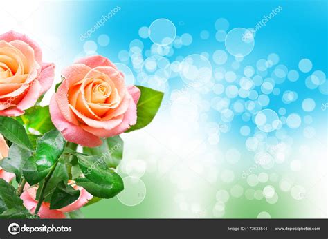 Rose Flower Close Up Stock Photo MaxPayne 173633544