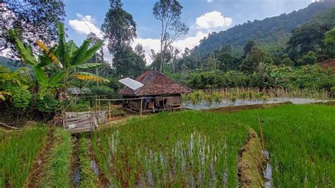 Tak Di Sangka Serpihan Surga Ada Di Kampung Ini Saung Sawah Seperti