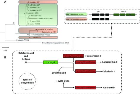 Simplified Cartoon Of Betalain Biosynthesis Among Caulobacter Strains