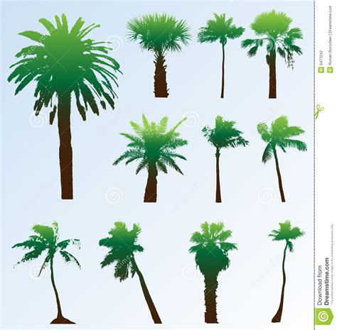Palmeiras Do Vetor Ajustadas Ilustração do Vetor Ilustração de verde