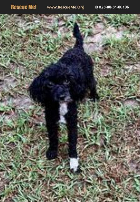 Adopt Poodle Rescue Raleigh Nc