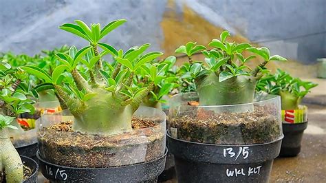 Basic Care Easy And Effective Ways To Caring For Adenium Arabicum Plants