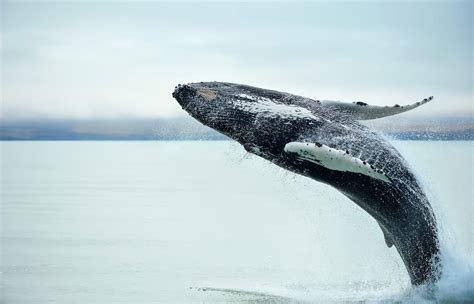 O Et Comment Observer Les Baleines En Islande