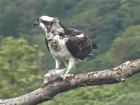 Dyfi Osprey Projekt Cam Wales Telyn Mom Eatin Flickr