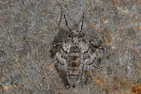 Buchen Frostspanner Männchen Bild bestellen Naturbilder bei Wildlife