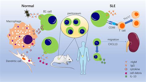 Frontiers The Role Of B Cells In Systemic Lupus Erythematosus