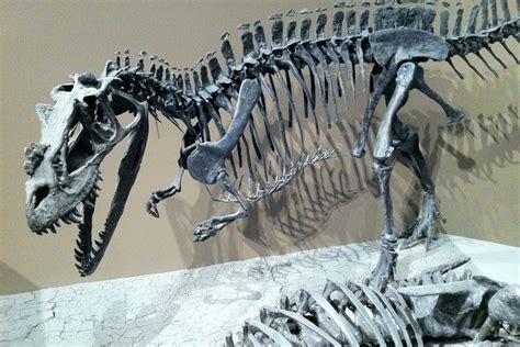 Ceratosaurus Skeleton