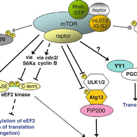 Pdf Downstream Targets Of Mtorc1