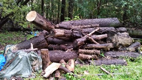 woodturners    favorite wood  turn wood turning basics