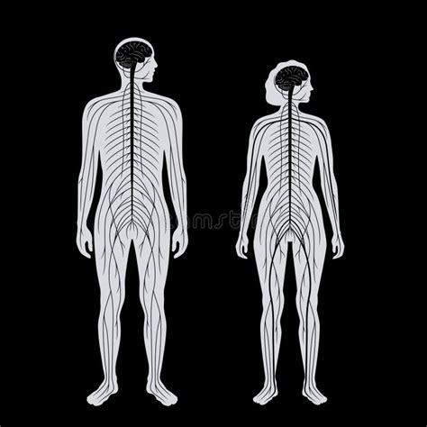 Central Nervous System Stock Vector Illustration Of System 229568953