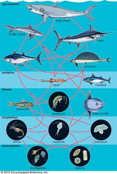 Food chain in the ocean diagram | Animal Big