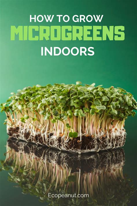 How To Grow Microgreens A Complete Guide IHSANPEDIA