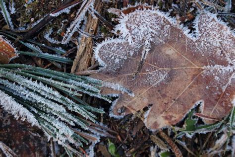 Folhas E Agulhas Nos Cristais Da Geada Na Terra Fria Floresta Congelada