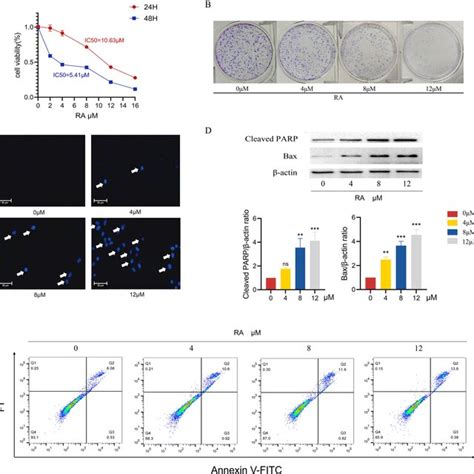 Ra Inhibited Viability And Induced Apoptosis Of A Cells A Toxicity