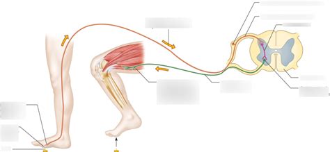 Withdrawal Reflex Diagram | Quizlet