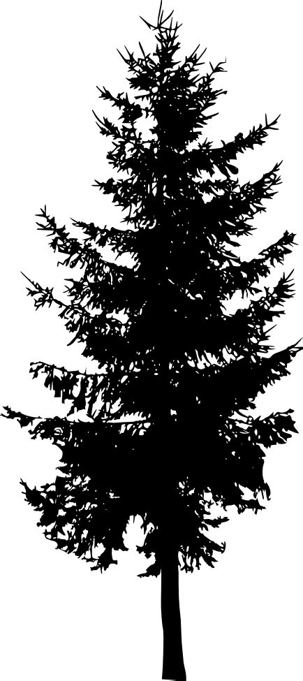 Fir Tree Evergreen Nature Png Photo