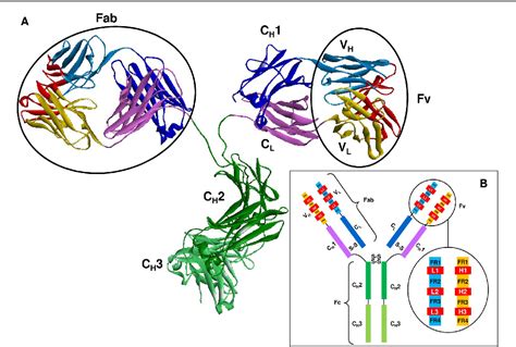 Figure 1 From The Structural Basis Of Antibody Antigen Recognition