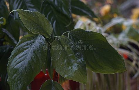 Water Drops on Green Leaves Stock Image - Image of fresh, color: 263665251