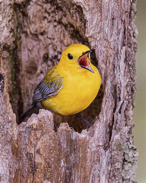 Prothonotary Warbler Singing a Song Photograph by Cynthia Townsend - Pixels