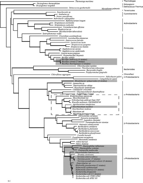 Molecular Phylogeny Of Bacteria Estimated With The Rpob Gene The Rpob