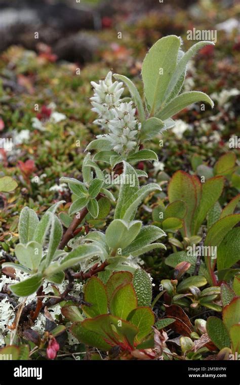 Dwarf Willow Salix Arbuscula Flowering Branch Among Other Tundra Plants Hardanger Vidda