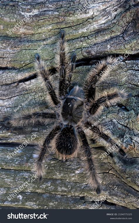 Large Curly Hair Tarantula Curlyhair Spider Stock Photo 2194775325