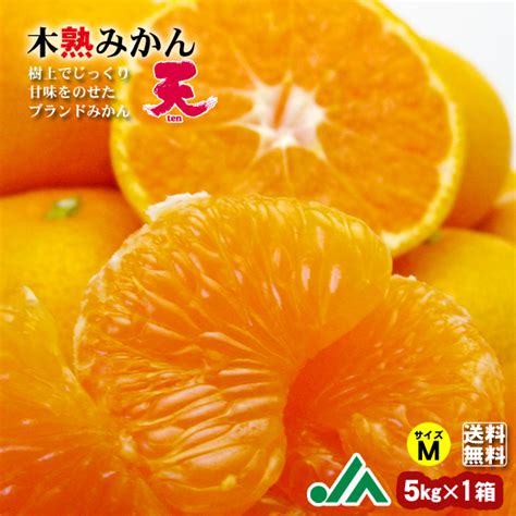 【楽天市場】【送料無料】木熟みかん「天」（mサイズ） 5kg ★こだわりグループがつくった樹上完熟みかん高糖度 和歌山県 Ja 紀南