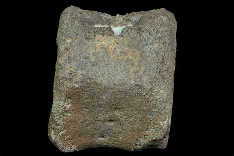 1.25" Juvenile Hadrosaur (Duck-Billed Dinosaur) Vertebrae - Montana ...