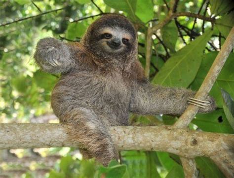 Endangered Earth: Pygmy Three-Toed Sloth