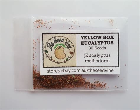 50 YELLOW BOX EUCALYPTUS TREE SEEDS Eucalyptus Melliodora Honey EBay