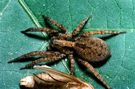 Common Spiders — Texas Insect Identification Tools