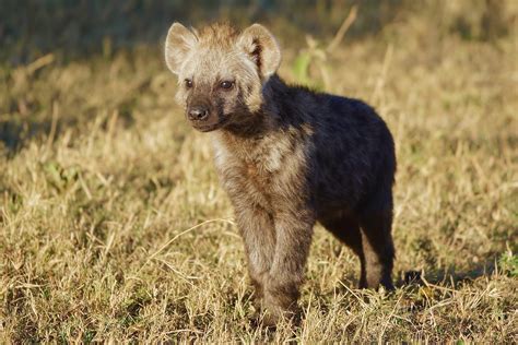 Spotted Hyena Pup