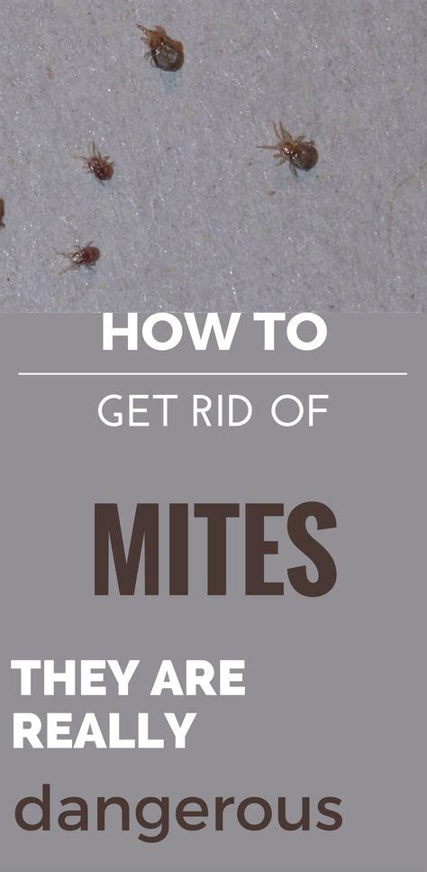 How To Get Rid Of Mites They Are Really Dangerous How To Get Rid