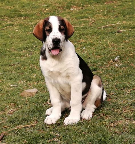 Alabai Australia Central Asian Shepherd Alabai Litter