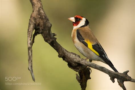 European Goldfinch Stieglitz Christina Mayer Berlin Germany