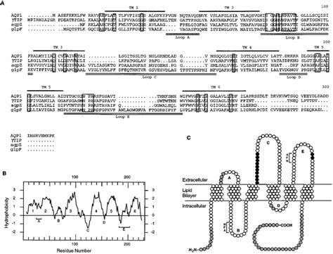 Comparative Alignment Of Deduced Amino Acid Sequence Hydrophobicity