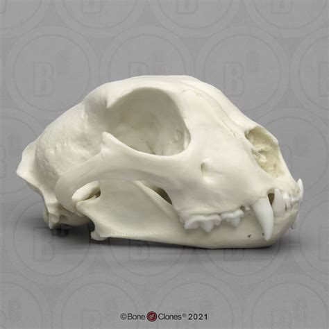 Cheetah Skull, Male - Bone Clones - Osteological Reproductions