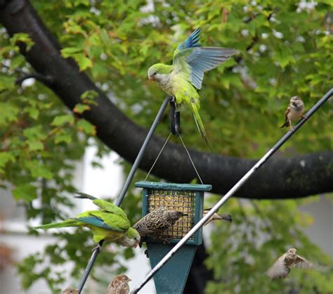 Monk Parakeet (Monk) - FeederWatch