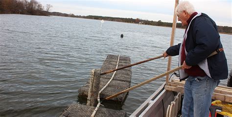 Innovations In Oyster Aquaculture Chesapeake Bay Foundation