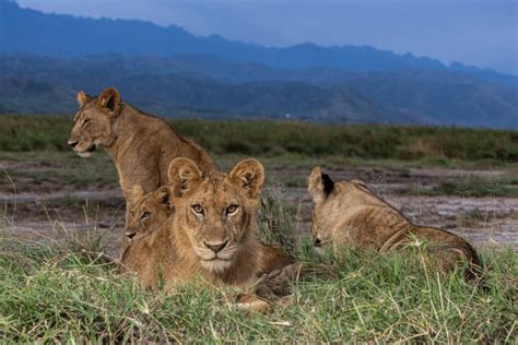 The State Of Lions Leopards And Hyenas In Uganda The Wildlife Society