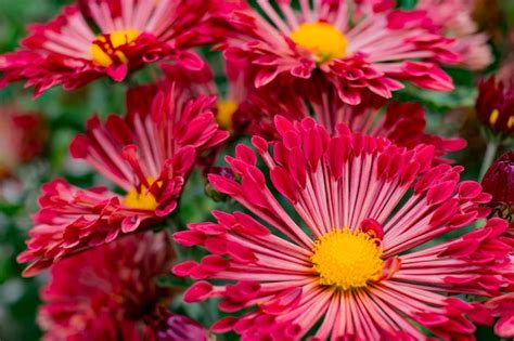 Premium Photo | Bright red flowers in the garden