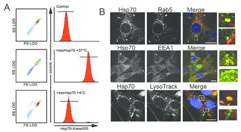 Exo Hsp Is Internalized By Cancer Cells Employing The Mechanisms Of