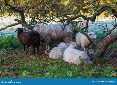 Bando De Ovinos A Pastorear Num Campo Imagem De Stock Imagem De