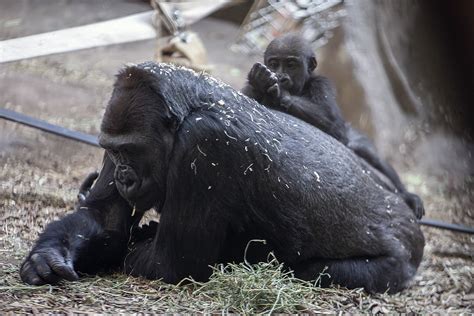 Photos Welcome To The World Smithsonian Zoo Celebrates 45 Off