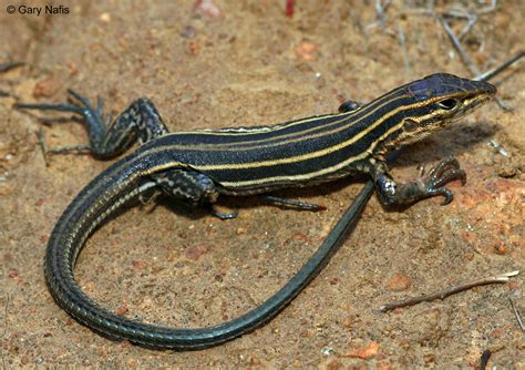 Blue Whiptail Lizard