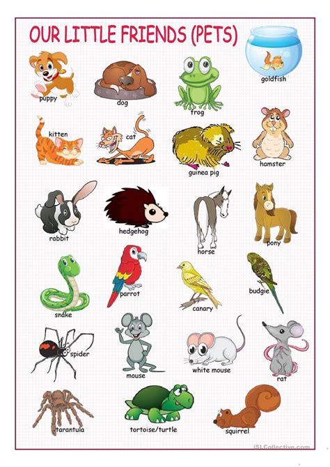 Animaux Familiers Pets My Teacher Fr Apprendre L Anglais Par L