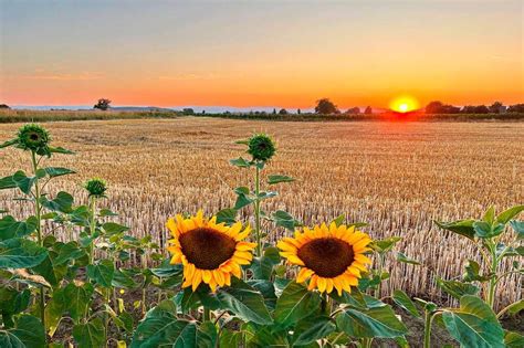 Lustige Sonnenbrillensonnenblume Bei Wyhl Wyhl Badische Zeitung