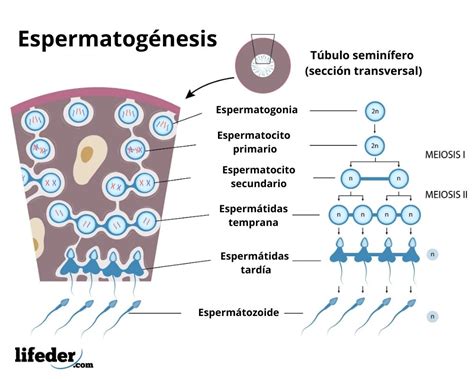 Fecundaci N Humana Qu Es C Mo Ocurre Proceso