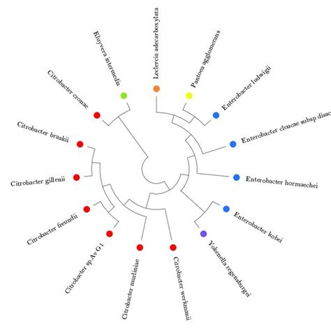 Phylogeny Tree That Was Inferred Using The Maximum Likelihood Method