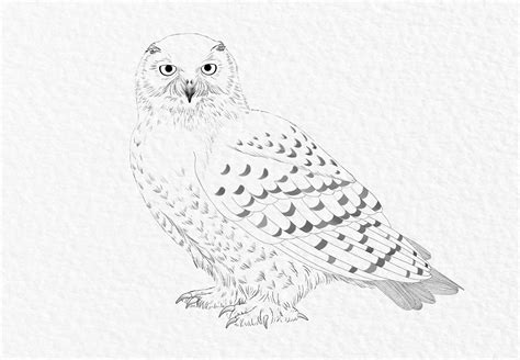 Snowy Owl Line Drawing